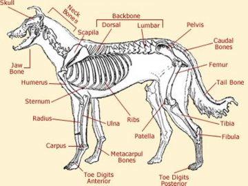 Anatomy of Wolf.jpg